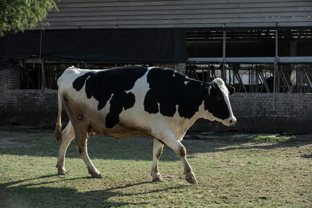 videovigilancia para nave ganadera en Cantabria